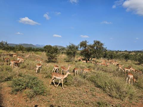 Large herd of impalas grazing in open savanna with distant hills under a bright sky.