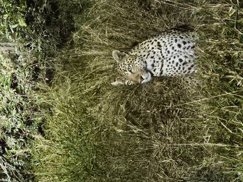 A leopard sitting alert among tall, dry grass in the bush.