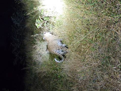 A leopard moving through grass at night illuminated by a spotlight.
