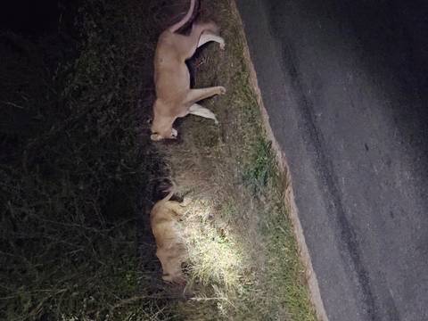 Two lions walking beside a road at night, lit by vehicle headlights.