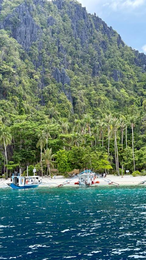 Dense tropical forest with tall slender palm trees rising against limestone cliffs.
