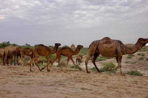 Photo d'avis client sur Visite de groupe au Turkménistan (partie du voyage au 5stan)