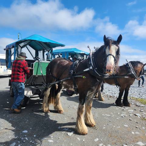 Draft horses hitched to a blue covered cart with driver preparing the ride