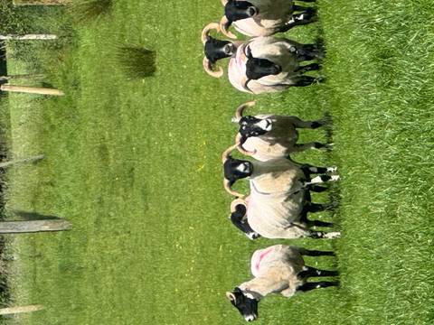 Flock of shorn sheep standing alert in a lush green pasture