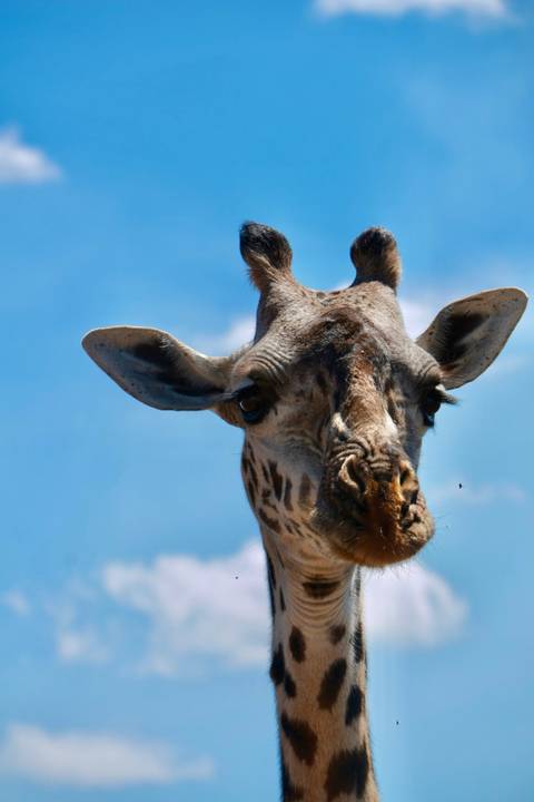 Close-up portrait of a giraffe head against a bright blue sky
