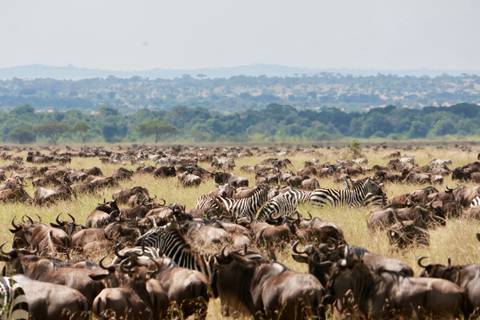 Massive herd of wildebeest and zebras migrating across grassy Serengeti plain