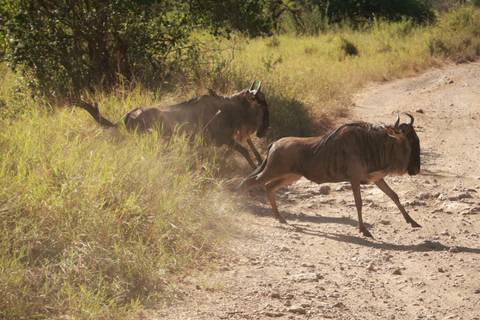 Two wildebeest crossing a dusty track kicking up dirt in tall grass
