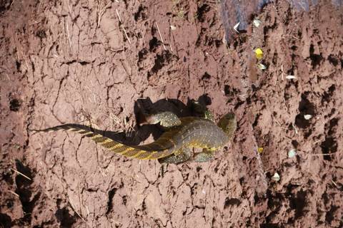 Yellow-striped monitor lizard crawling across cracked reddish earth
