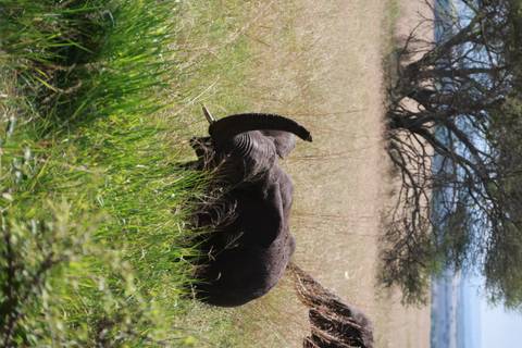 Young elephant partly hidden in tall grass near an acacia tree