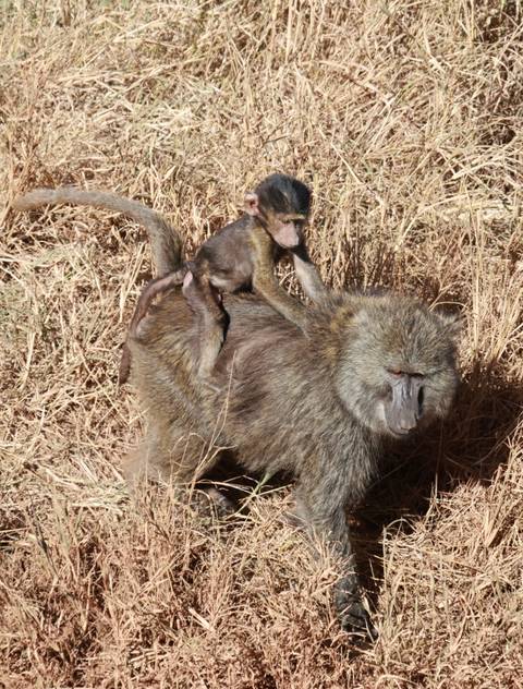 Photo d'avis client sur Safari de luxe de 6 jours au Serengeti et au Ngorongoro (en avion)