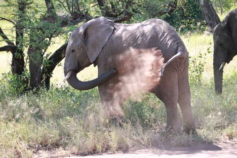 Elephant tossing a cloud of red dust into the air on the savanna