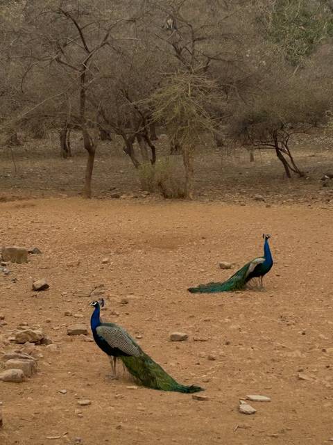 Peacock standing on parched ground in Ranthambore National Park.