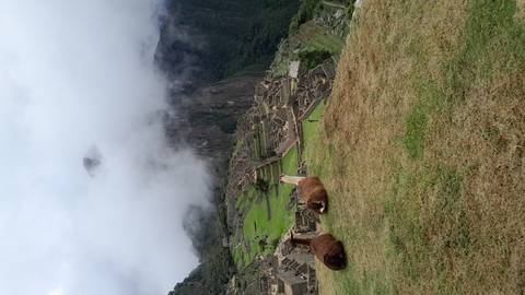 Iconic view of Machu Picchu ruins shrouded in mist with two llamas resting on grassy foreground.