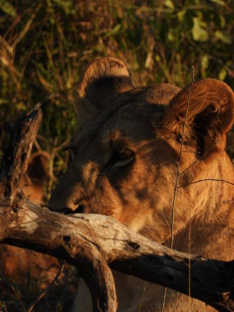 Close-up of a lion’s face partially hidden behind branches in warm evening light.