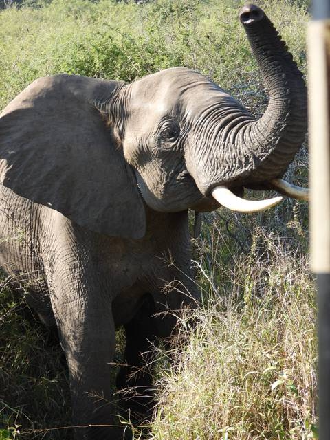Elephant with long ivory tusks brushes through tall grass during a safari encounter.