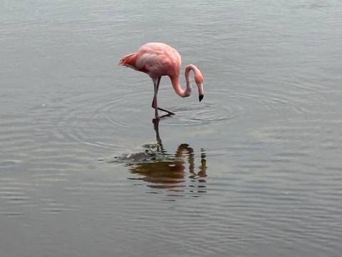 Solo pink flamingo feeds in calm shallow water with rippling reflections.