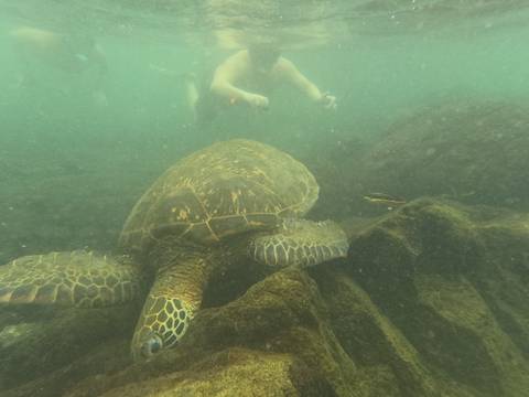 Snorkeler observes a large sea turtle resting among volcanic rocks in murky green water.