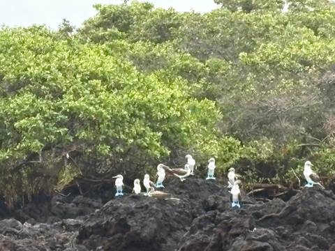 Group of blue-footed boobies perched on dark volcanic rocks beside lush mangroves.