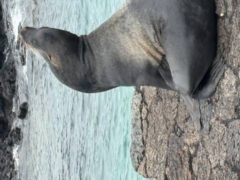 Sea lion rests upright on a rocky shore beside clear turquoise water.