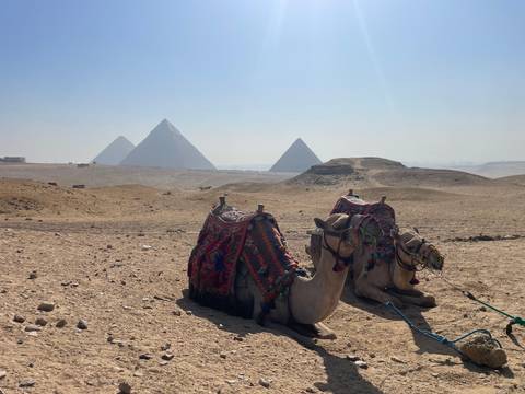Two resting camels with colorful saddles set against the backdrop of the pyramids under a hazy sky.