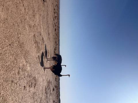 Two ostriches stand on a vast, cracked desert plain beneath a bright blue sky.