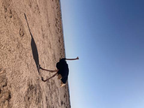 Single ostrich walking across arid desert ground casting a long shadow in the morning sun.
