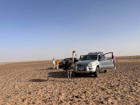 Wide shot of 4x4 convoy and tourists with an inquisitive ostrich on an empty desert plain.