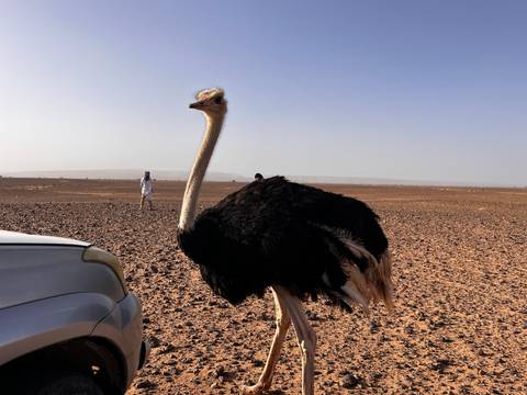 Profile of an ostrich beside a vehicle with endless rocky flats stretching to the hazy horizon.