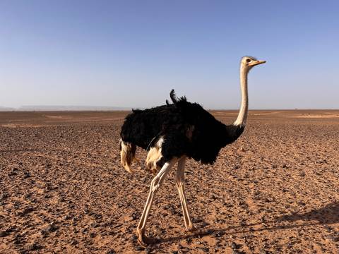 An ostrich strides across a vast, barren desert plain under a clear sky.
