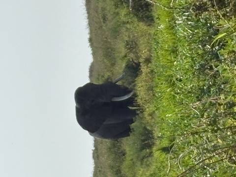 Distant lone elephant with large tusks standing in tall grassy marshland under hazy light