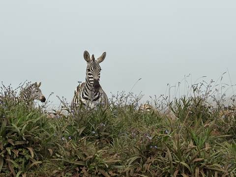 Curious zebra peering above flowering shrubs on an open plain under pale sky