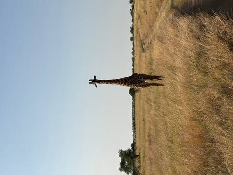 Tall solitary giraffe standing in dry golden grassland under clear blue sky