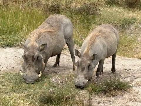 Pair of warthogs grazing on short grass beside a dirt track