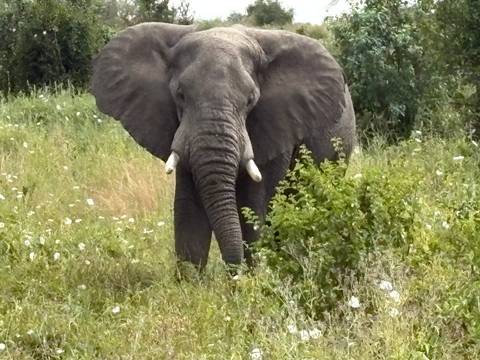 Front-facing elephant emerging from dense green bush, white flowers in foreground