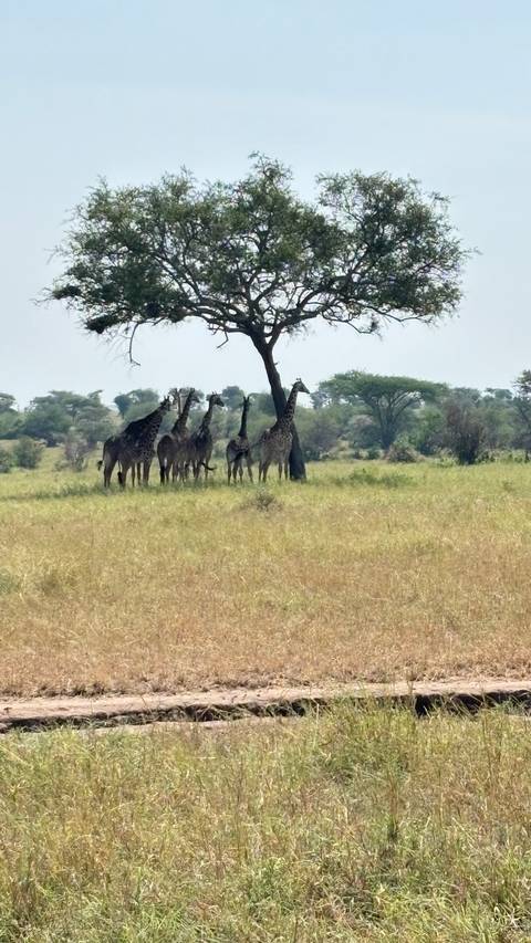 Small herd of giraffes sheltering beneath a lone tree in hazy savanna