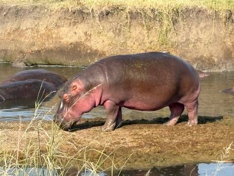 Large hippo standing on muddy bank beside water with others submerged nearby