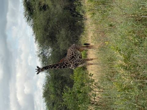 Giraffe standing alert among acacia trees under cloudy sky