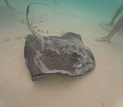 Large stingray resting on sandy sea floor near snorkeler's feet