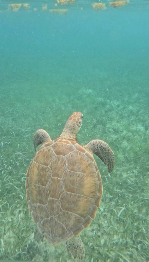 Sea turtle swimming over seagrass in clear turquoise water