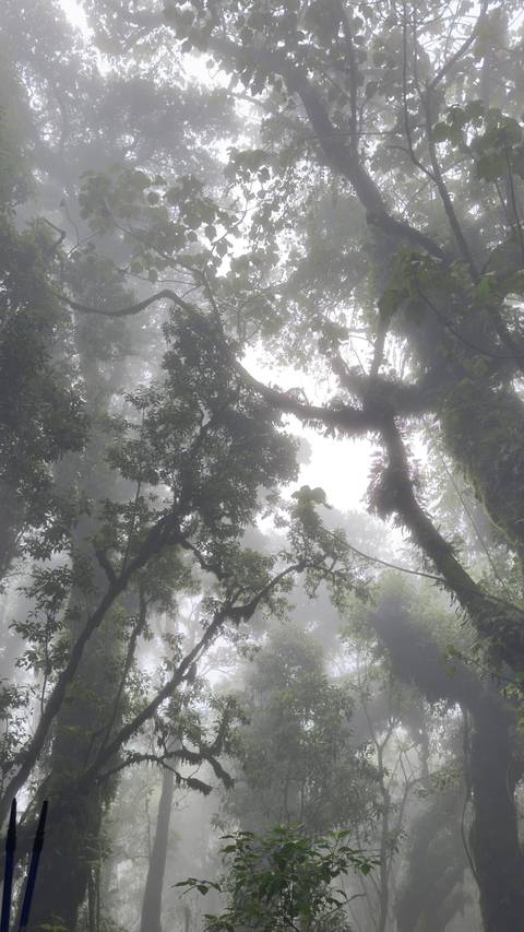 Misty rainforest canopy with silhouettes of tangled branches