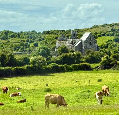 Ruined stone abbey sits amid rolling green Irish countryside and grazing fields.