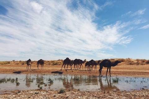 Line of camels drink from a shallow desert pool beneath streaked blue-and-white sky.