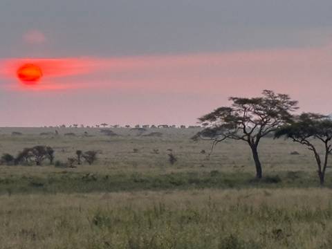 Bright red sun setting over an open African savannah with a lone acacia tree