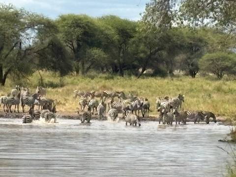 Large group of zebras splashing at a watering hole in grassy savannah