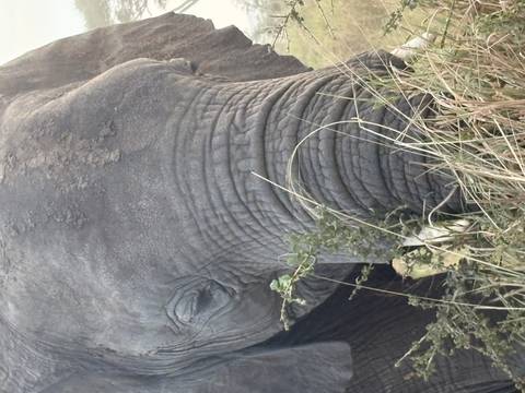 Close view of an elephant feeding on tall grass