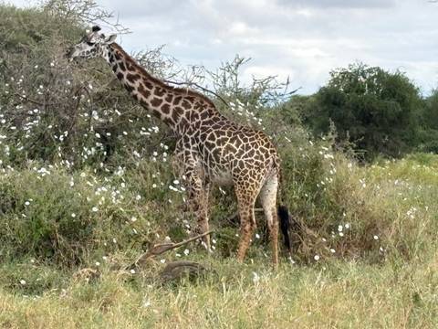 Giraffe standing among bushes dotted with white flowers