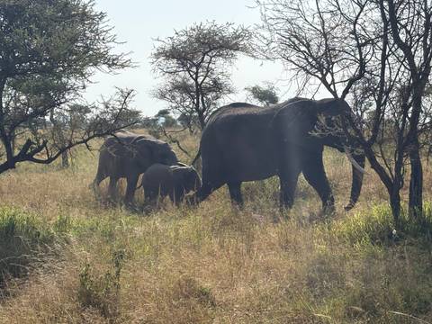 Elephant family walking through dry grassland with sparse thorn trees
