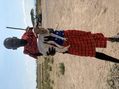 Maasai herder holding a small goat in an open dusty plain
