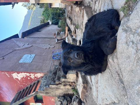 Black dog resting on stone steps in a rustic mountain village