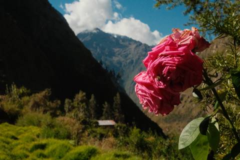 Vibrant pink flower in focus with blurred mountainous background